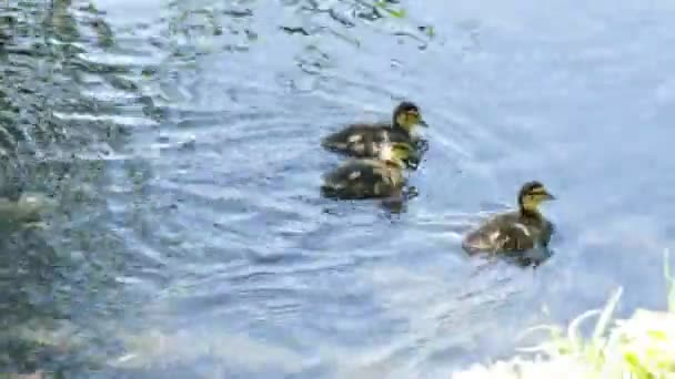 母親と一緒に小さなアヒルの子は湖で泳ぐ — ストック動画