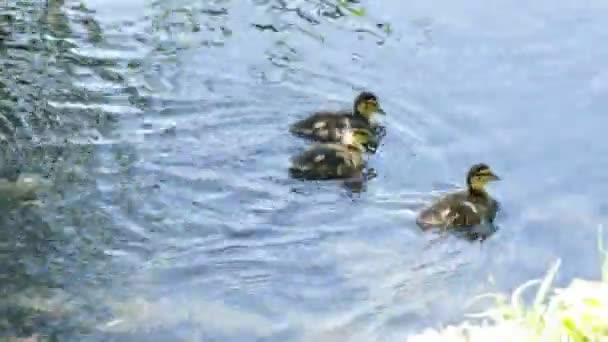 Pequeños Patitos Con Madre Nadando Lago — Vídeo de stock