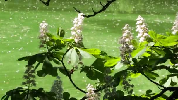 Castañas Florecieron Sobre Lago Día Verano — Vídeos de Stock