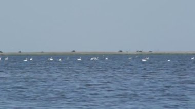 Kuğu'nun Kaliningrad Körfez bölgesinde yüzmek
