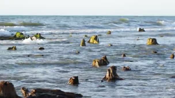 Ondas Batem Nas Raízes Floresta Relíquia Mar Báltico — Vídeo de Stock