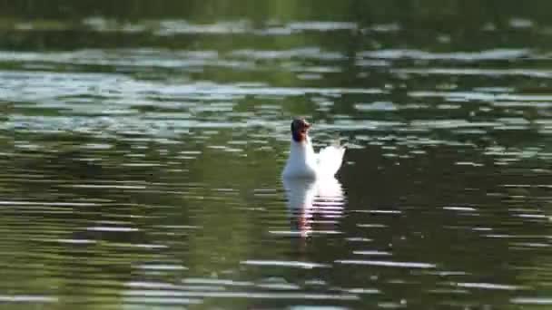 Eine Möwe Schwimmt Auf Dem See — Stockvideo