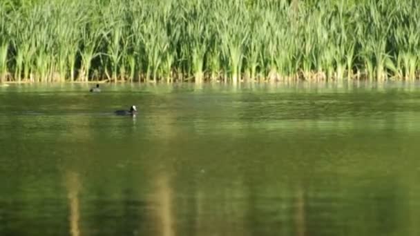傻瓜鸟在水上奔跑为其他鸟 — 图库视频影像