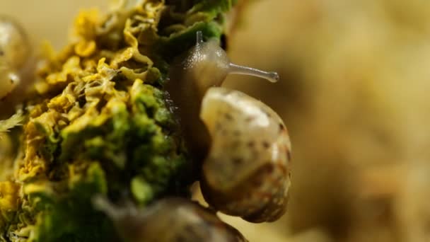 Gamin Escargot Est Assis Sur Une Branche Mange — Video