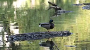 Ördek bir günlüğü, göl üzerinde duruyor ve uyumaz