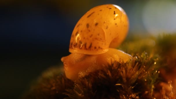 Salyangoz Çok Yavaş Günbatımı Makro Ormanda Uyanır — Stok video