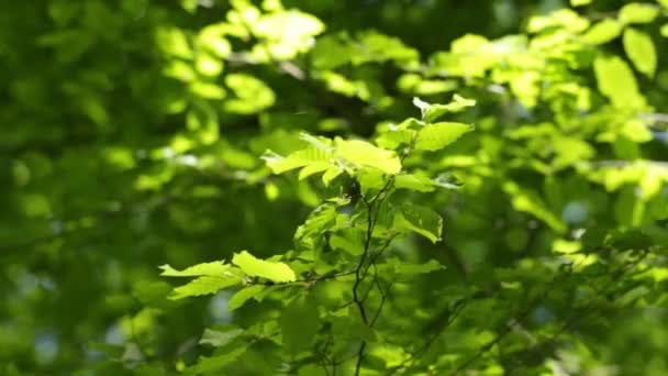 Bladeren Van Bomen Zijn Het Bos Zwaaien Een Zonnige Zomerdag — Stockvideo