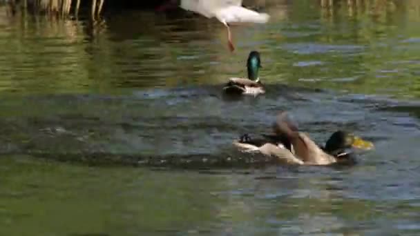 鸭子和湖鸥在湖里捉面包 — 图库视频影像