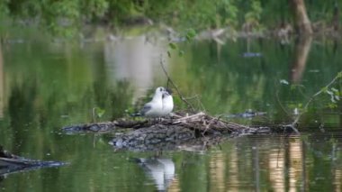 İki martı gölün ortasındaki bir günlük oturmak, sonra uçup