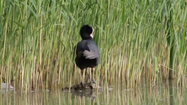 Sakarmeke bir günlüğüne bir göl üzerinde tüyleri arasında sazlık temizler