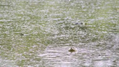 Kurbağa göle şarkı ve yanaklarını Şişir