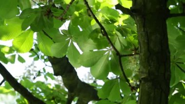 Kestane güzel su yansıma yaprakları