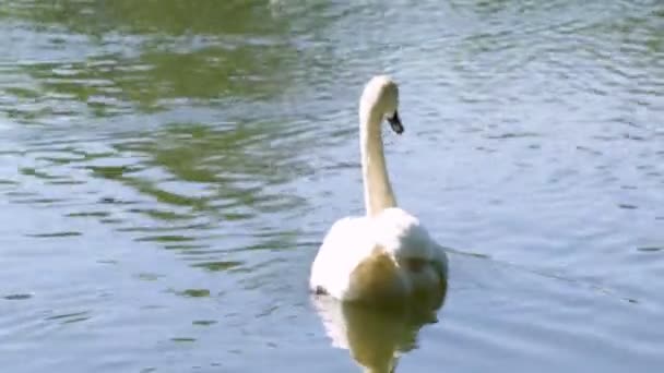 Лебідь Плаває Озеро Влітку — стокове відео