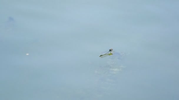蜻蜓在湖面上互相玩耍 — 图库视频影像