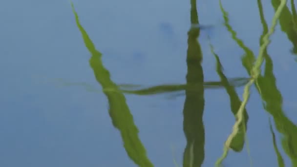 Обзор Лягушки Сидящей Озере — стоковое видео