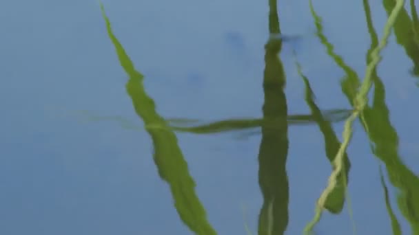 Examen Grenouille Qui Trouve Dans Lac — Video