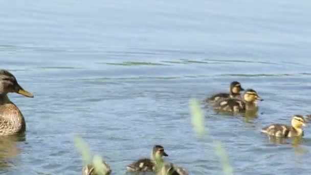 Pato Com Patinhos Flutuando Lago Procura Comida — Vídeo de Stock