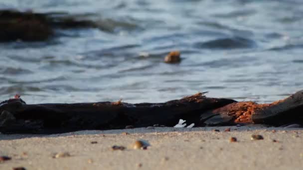 Ondas Bater Nas Raízes Das Árvores Praia Pôr Sol Mar — Vídeo de Stock