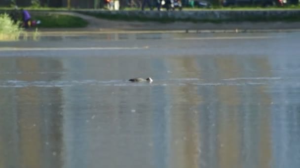 Meerkoet Het Meer Zomerdag Andere Meerkoeten Uitgevoerd — Stockvideo