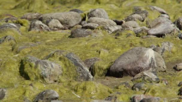 Duckweed Göl Yakınındaki Taş — Stok video