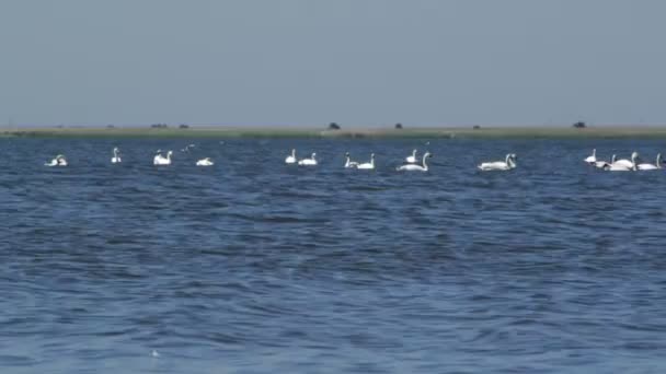 Многие Лебеди Купаются Озере Летний Солнечный День — стоковое видео