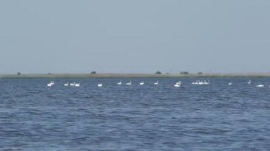 Birçok kuğular yaz güneşli bir günde Kaliningrad körfezde yüzmek