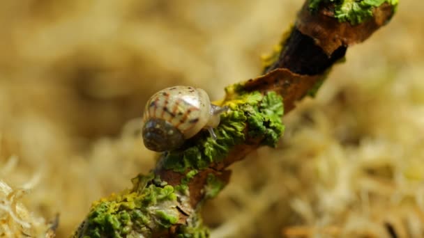 Una Lumaca Mangia Lentamente Lichene Ramo — Video Stock