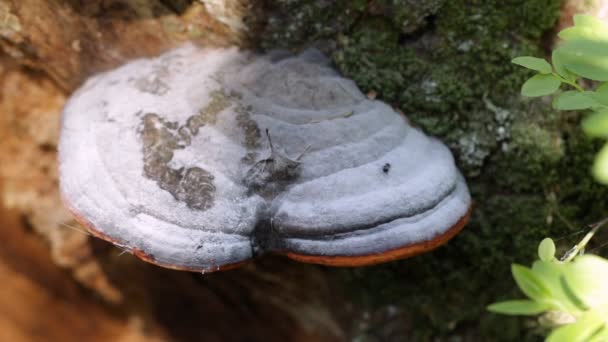 一只蘑菇在森林的树桩上生长 一个人手上的影子 — 图库视频影像
