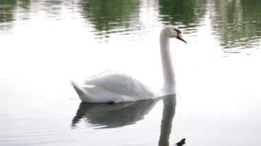 Beyaz Kuğu gururla gölde sabahın erken saatlerinde yüzer.
