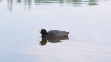 Sakarmeke kuşların yiyecek bulmak gölden yüzmek