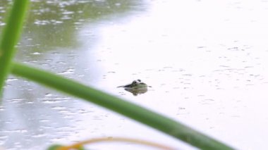Kurbağalar gölün sularında oturur ve şarkı söylerler, sesle video. Yaz sabahı.