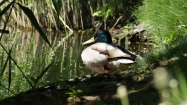 Erkek ördek bir oturum ve yarı uykuda yemekten sonra oturur
