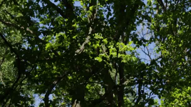 高いと強力な森の木々 — ストック動画
