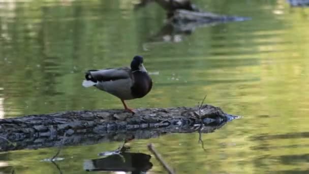 Male Ducks Rest Log Lake — Stock Video