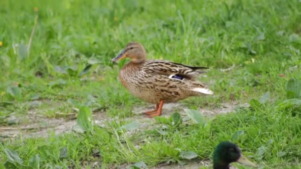 Bebek Betina Berdiri Rumput Dekat Danau Dan Kwek Pada Pagi — Stok Video