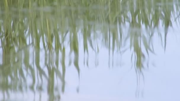 湖と洗浄の葦で隠したツルツル鳥 — ストック動画