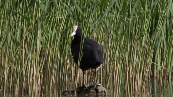 Pássaro Coot Espreita Nos Juncos Lago Relógios — Vídeo de Stock