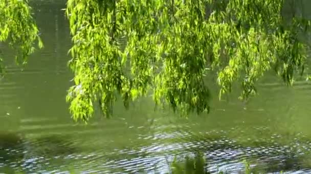 Árbol Cuelga Sobre Lago Follaje Balancea Con Viento — Vídeos de Stock