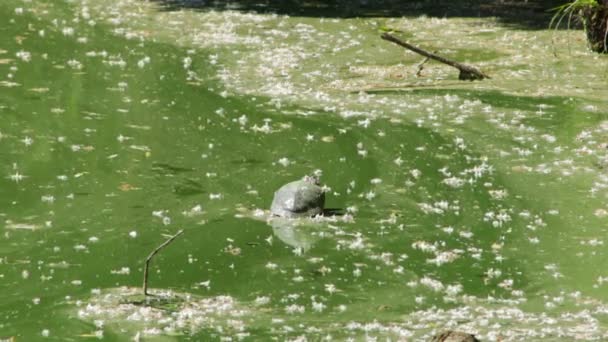 Tortue Est Assise Sur Une Pierre Prélasse Soleil — Video