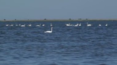 Birçok kuğular Kaliningrad gölde yüzmek