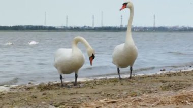Kuğu izle ve Kaliningrad Körfez kıyısında stand