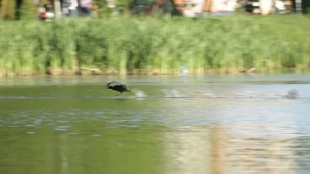 Bird Coot Corre Agua Por Otro Coot — Vídeo de stock