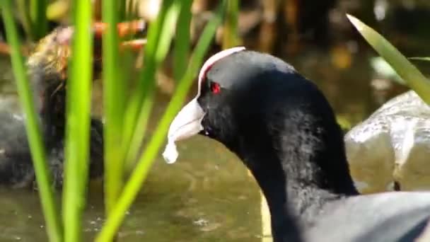 Anne Kel Tavuk Civcivi Sazlık Içinde Beslemeleri — Stok video