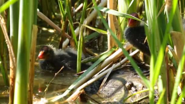 Nestlings Cañas Lago Esperan Sus Padres Con Comida — Vídeos de Stock