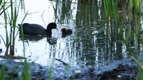 Pajaritos Alimentan Sus Hijos Lago — Vídeos de Stock