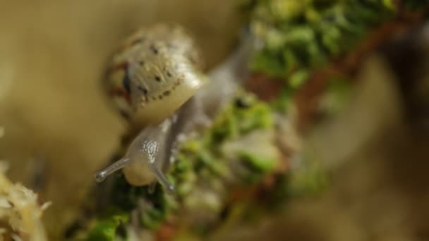 Niño Caracol Come Liquen Bosque Macro — Vídeo de stock