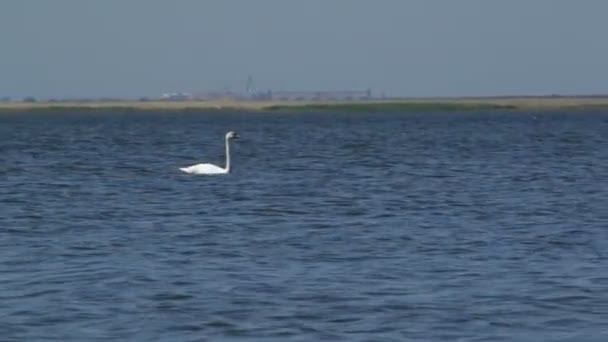 Swan Běží Vodě Mouchy — Stock video