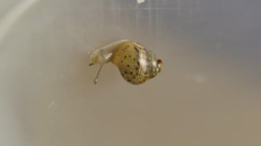 Salyangoz çocuk tarar Terrerium duvar boyunca, bu 4 gün eski, makro