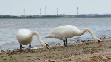 Kuğu stand Kaliningrad Körfezi'nin kıyısında
