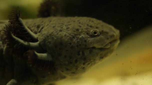 墨西哥水龙生活在水族馆里 — 图库视频影像